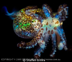Bobtail Squid by Steffen Binke 